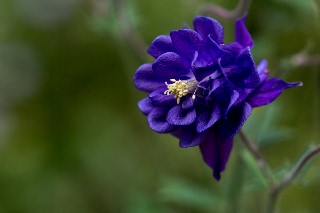 「植物の仲間」のサムネイル画像