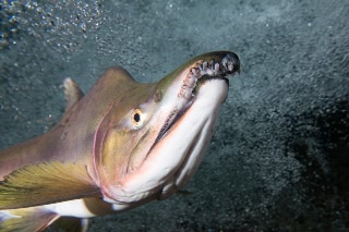 「カラフトマス(アオマス,セッパリマス,ピンクサーモン)」のサムネイル画像