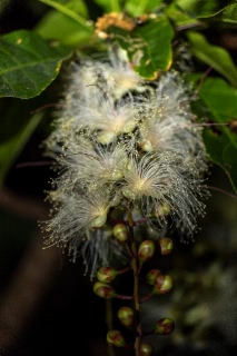 「サガリバナ(下り花)」のサムネイル画像