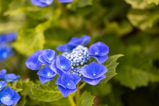 「ガクアジサイ(額紫陽花)」のサムネイル画像