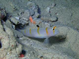 「ニチリンダテハゼ(Randall's prawn-goby)」のサムネイル画像