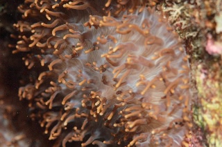 「イソギンチャクの仲間」のサムネイル画像