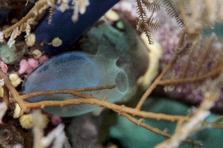 「ホヤの仲間」のサムネイル画像