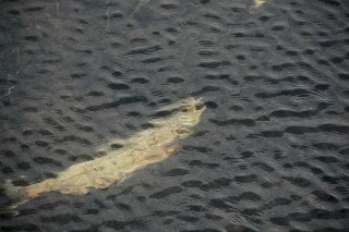 「力尽きた鮭」のサムネイル画像