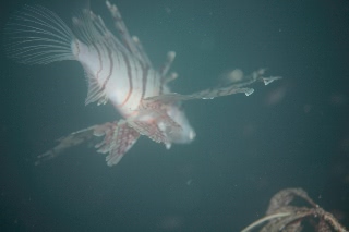 「ミノカサゴ」のサムネイル画像