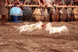 「無題」のサムネイル画像
