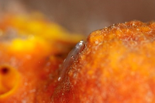 「ハゼの仲間」のサムネイル画像