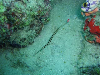 「オイランヨウジウオ 」のサムネイル画像