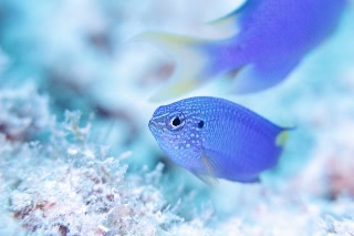 「クジャクスズメダイ」のサムネイル画像