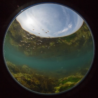 「フサカジカ」のサムネイル画像