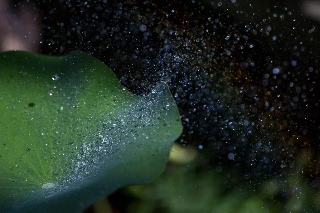 「祝福」のサムネイル画像