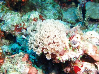 「サンゴ」のサムネイル画像