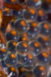 「クジメ」のサムネイル画像