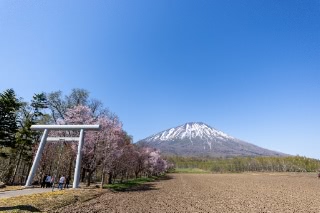 「オオヤマザクラ(エゾヤマザクラ,ベニヤマザクラ)」のサムネイル画像