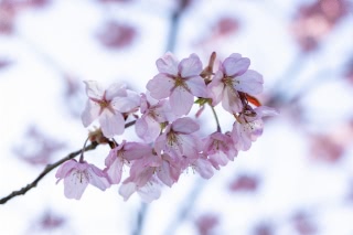 「オオヤマザクラ(エゾヤマザクラ,ベニヤマザクラ)」のサムネイル画像