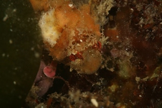 「オコゼカジカ」のサムネイル画像