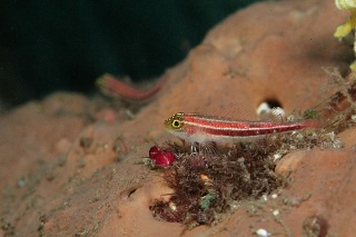 「タテジマヘビギンポ(Tropical striped triplefin)」のサムネイル画像