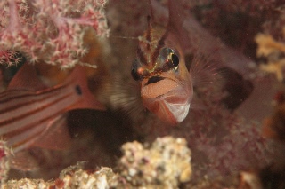 「ネンブツダイ」のサムネイル画像