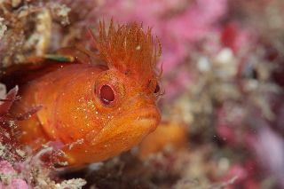 「アライソコケギンポ」のサムネイル画像