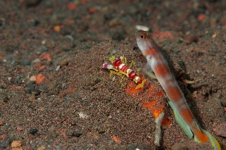 「ヤノダテハゼ(Flag-tail shrimp Goby)」のサムネイル画像