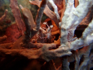 「カニの仲間」のサムネイル画像