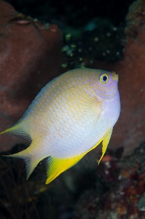 「ヤマブキスズメダイ」のサムネイル画像