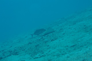 「無題」のサムネイル画像