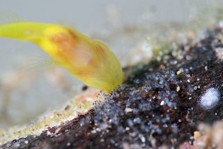 「ミジンベニハゼ」のサムネイル画像