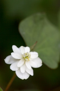 「植物の仲間」のサムネイル画像