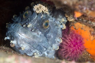 「フサギンポ」のサムネイル画像