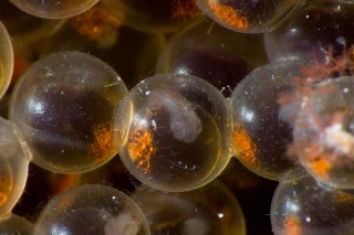 「クジメ」のサムネイル画像