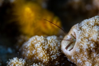 「カンザシヤドカリ(Coral Hermit Crab)」のサムネイル画像