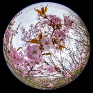 「オオヤマザクラ(エゾヤマザクラ,ベニヤマザクラ)」のサムネイル画像