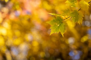 「無題」のサムネイル画像