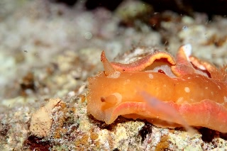 「ミカドウミウシ(Spanish Dancer)」のサムネイル画像