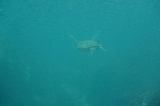 「アオウミガメ(Green turtle)」のサムネイル画像