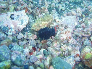 「無題」のサムネイル画像