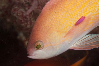 「キンギョハナダイ(Indian)(Indian Lyre-tail Basslet)」のサムネイル画像