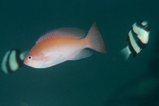 「ケラマハナダイ(Stocky Anthias)」のサムネイル画像