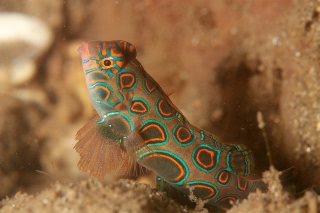 「ピクチャ-ドラゴネット(picture dragonet)」のサムネイル画像