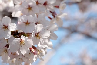 「ソメイヨシノ(染井吉野)」のサムネイル画像