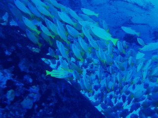 「無題」のサムネイル画像