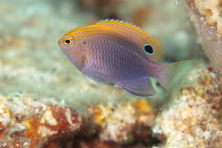 「クロメガネスズメダイ」のサムネイル画像