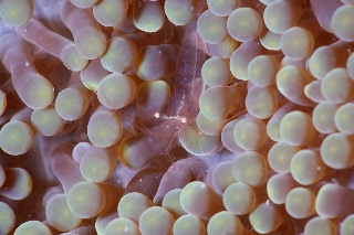 「エビの仲間」のサムネイル画像