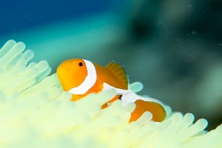 「カクレクマノミ(Western Clown Anemonefish)」のサムネイル画像