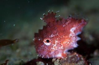 「ナメダンゴ」のサムネイル画像