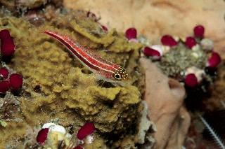 「タテジマヘビギンポ(Tropical striped triplefin)」のサムネイル画像
