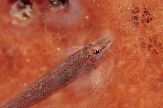 「無題」のサムネイル画像