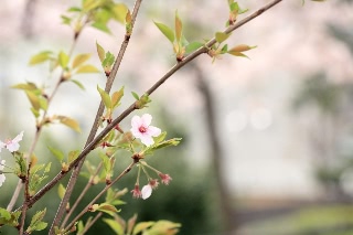 「ソメイヨシノ(染井吉野)」のサムネイル画像