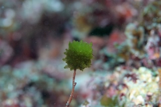 「謎生物」のサムネイル画像